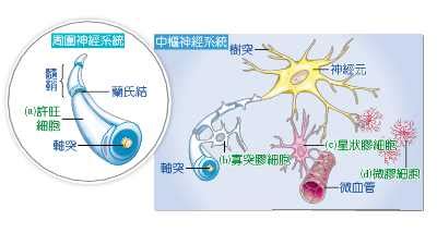 海馬迴再生|《Science》破解海馬迴「神經膠質細胞」記憶整併機制！ 盼成思。